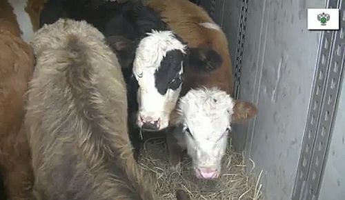 Скриншот кадра видео Управления Россельхознадзора по Хакасии и Туве